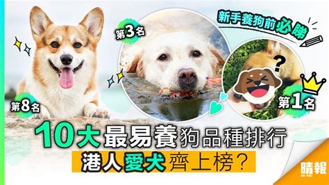 易養狗|十大最易養狗品種排行 港人愛犬齊上榜？